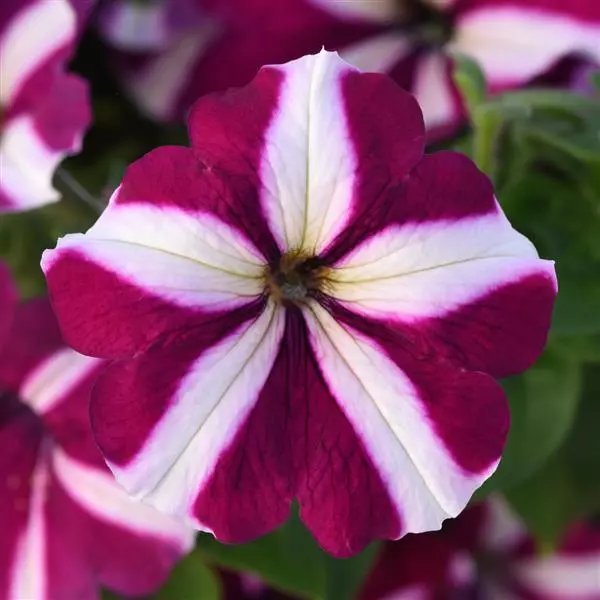 Petunia Mirage Burgundy Star Imported (45-50)Seeds