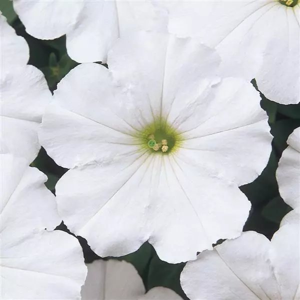 Petunia Mirage White Imported (45-50)Seeds