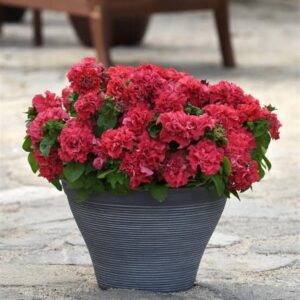 Petunia Double Cascade Valentine Seeds pack of 20 seeds F1 Imported