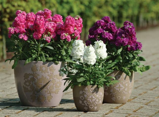 Stock Cindrella seeds pack of 25-30 seeds Imported