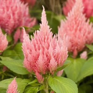 Celosia Ice cream Salmon hybrid Pack of 35-40 seeds Imported