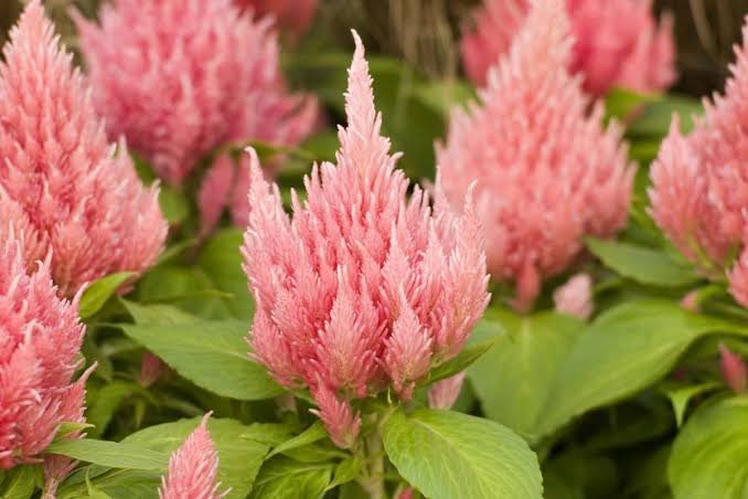 Celosia Ice cream Salmon hybrid Pack of 35-40 seeds Imported