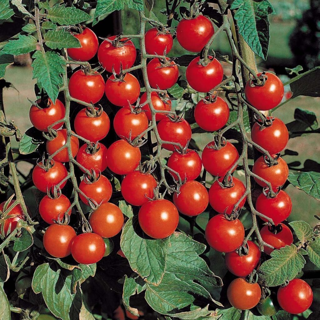 Cherry Tomato