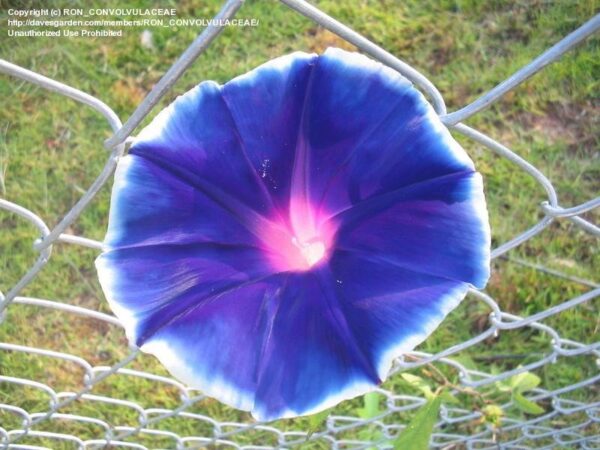 Japanese Morning Glory Cab Colloaway Pack Of 5 Seeds