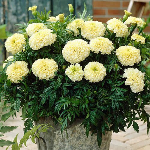 Marigold Vanilla White Pack Of 10 Seeds F1 Imported