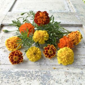 French Marigold Bonaza Mix F1 Pack Of 25 Seeds Imported