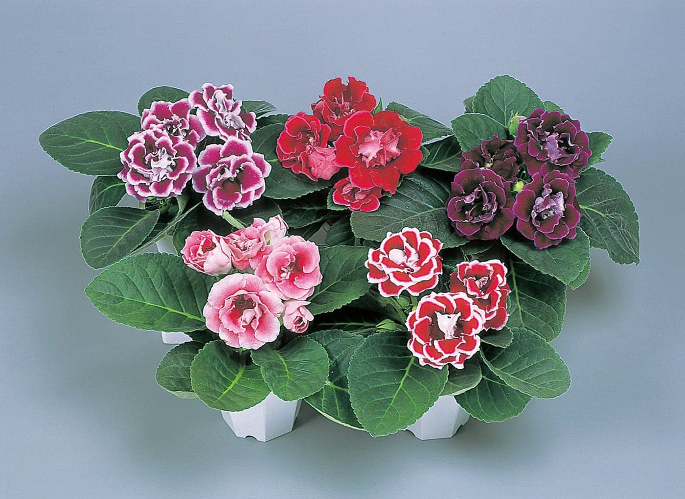 Gloxinia Brocade Mix Pack Of 15-20 Seeds Imported -