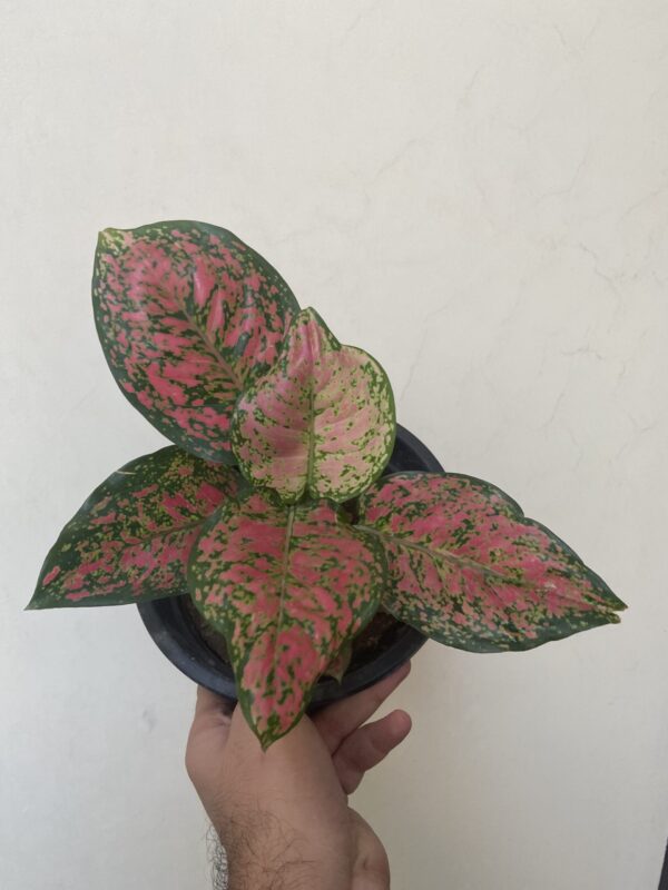 Aglaonema Pink Valentine Pack Of 1 Plant