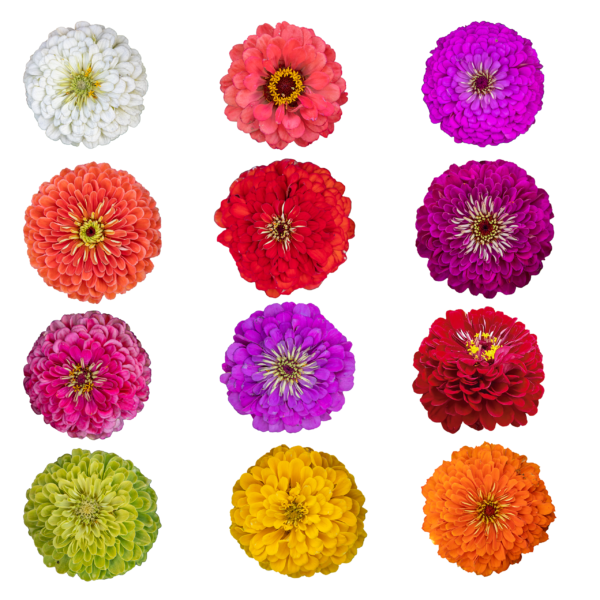 Zinnia Benery's Giant Combo Of 12 Seperate Colors F1 Imported