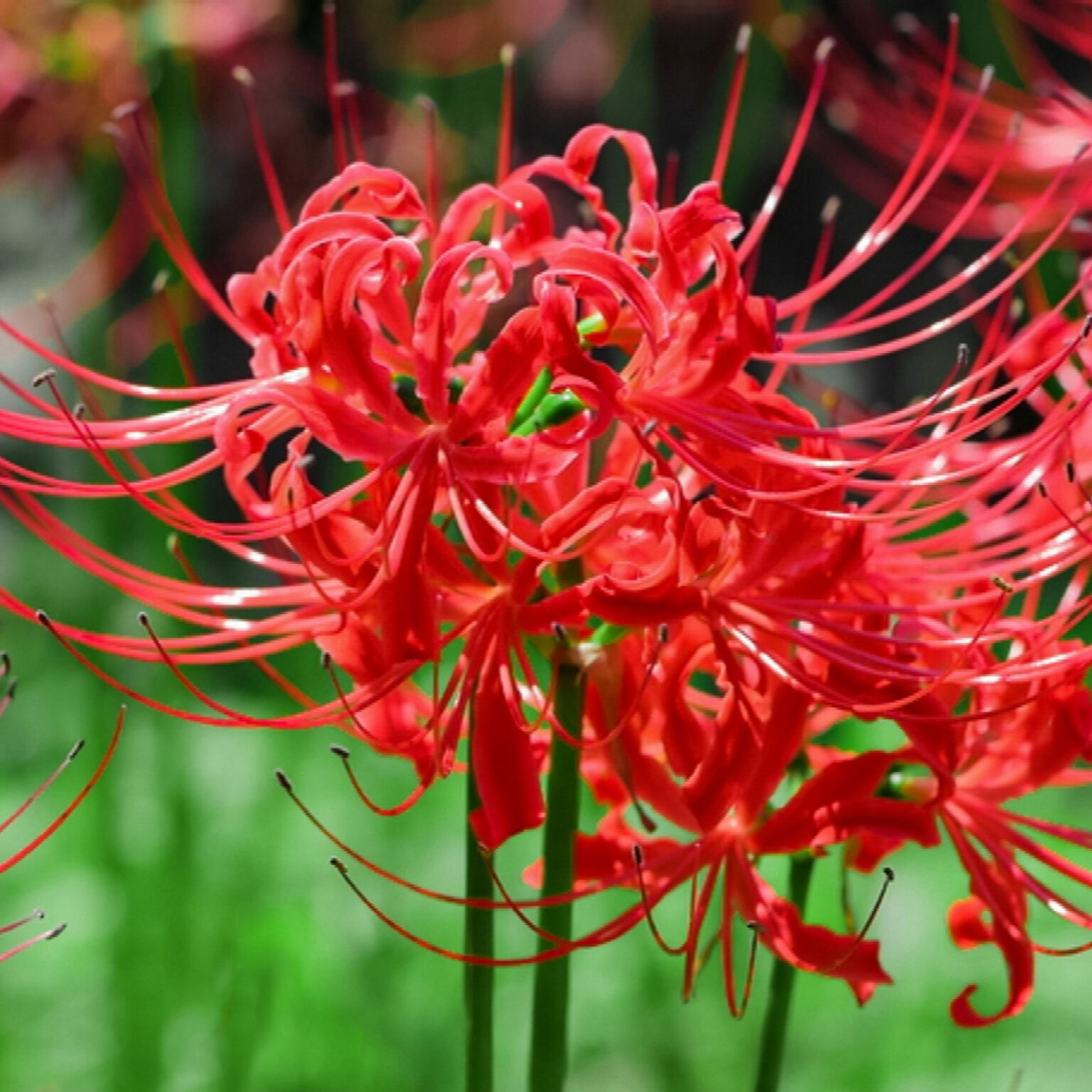 Lycoris Lily Pack Of 3 Bulbs Mix Color