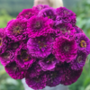 Zinnia Benery's Giant Combo Of 12 Seperate Colors F1 Imported - Image 11