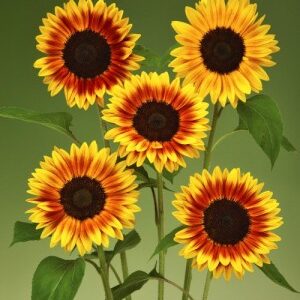 Sunflower Ziggy F1 Mix Pack Of 1000 Seeds F1 Imported Takii