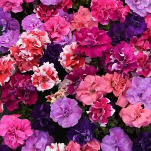 Petunia Double Duo Mix Pack Of 1000 Seeds Imported