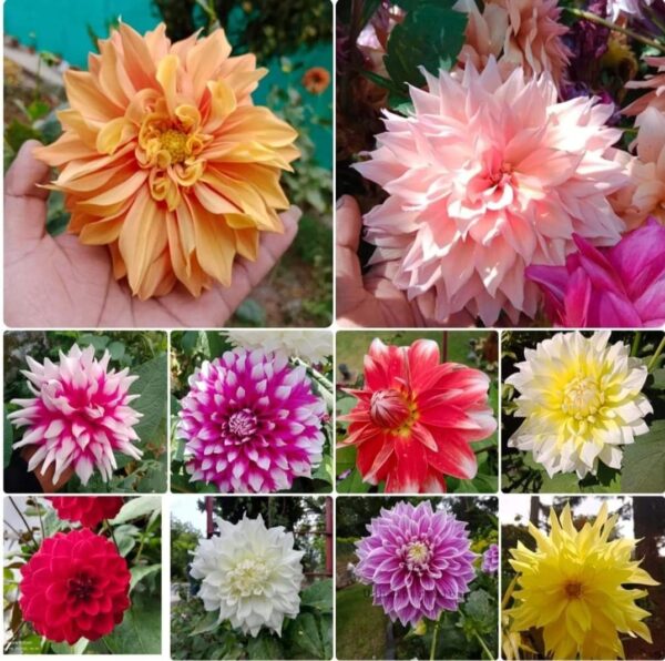 Dahlia Pack Of 2 Clumps Mix Color - Image 2