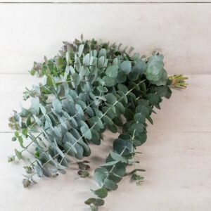 Eucalyptus Baby Blue Pack Of 8-10 Seeds F1 Imported