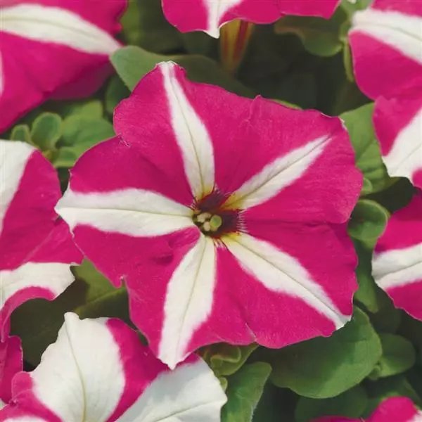 Petunia Mirage Rose Star of 40-50 Seeds F1 Imported