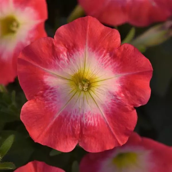 Petunia Mirage Morn Red Pack of 40-50 Seeds F1 Imported