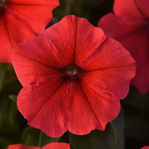 Petunia Mirage Red Pack of 40-50 Seeds F1 Imported
