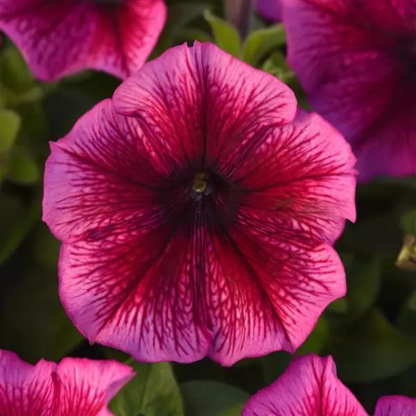 Petunia Mirage Plum Pack of 40-50 Seeds F1 Imported