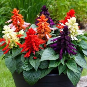 Salvia Vista Mix Pack of 25-30 Seeds F1 Imported