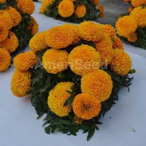 Marigold F1 Taishan Orange Double Seeds pack of 1000 seeds imported