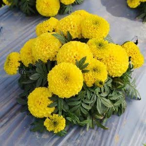 Marigold Taishan  F1 Yellow Double Seeds pack of 1000 seeds imported