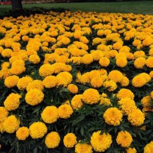 Marigold Taishan F1 Gold Double Seeds pack of 1000 seeds imported