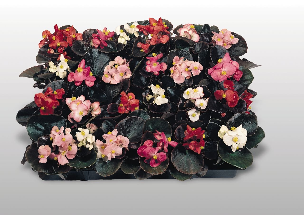 Begonia Cocktail Mix Pack Of 40-50 Seeds F1 Imported Pelleted - Image 2