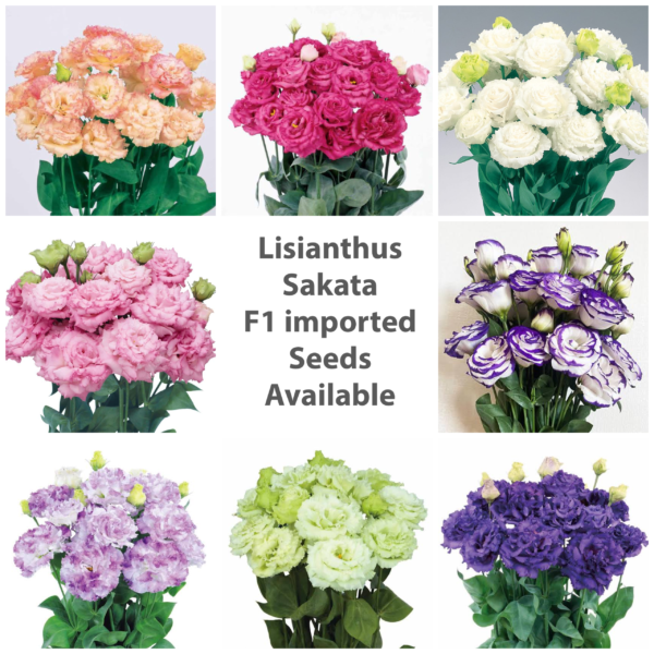 Lisianthus Double Combo Pack Of 8 Different Shades F1 Imported