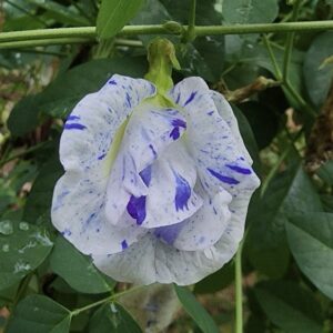 Aparajita Clitoria Night Sky Pack Of 5 Seeds