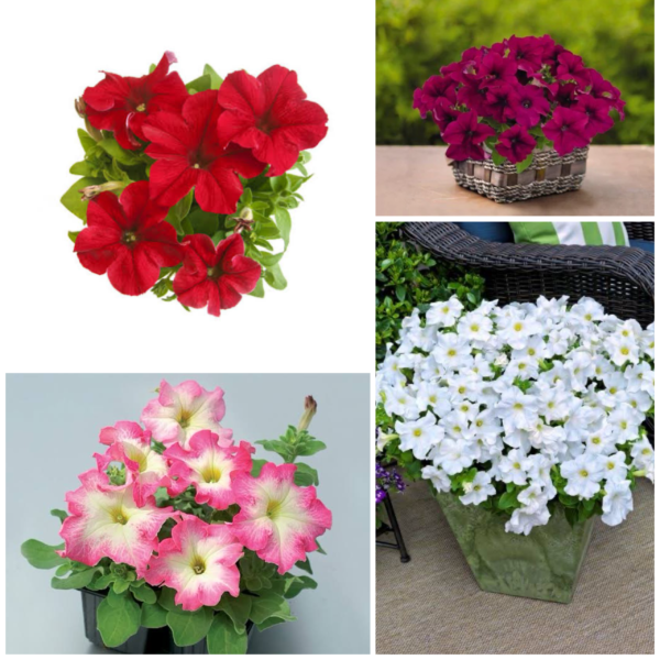 Petunia Tritunia Combo Pack Of 8 Seperate Colors F1 Imported