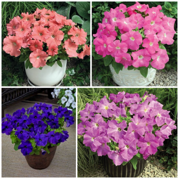 Petunia Tritunia Combo Pack Of 8 Seperate Colors F1 Imported - Image 2