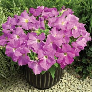 Petunia Tritunia F1 Lavender Pack Of 50 Seeds Imported