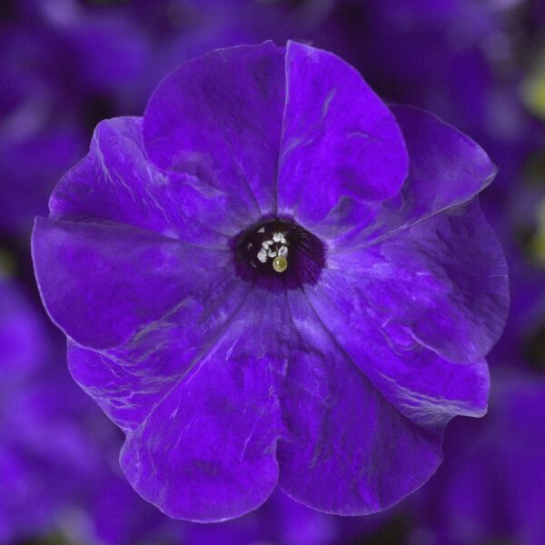 Petunia Tritunia Blue Pack Of 40-50 Seeds F1 Imported