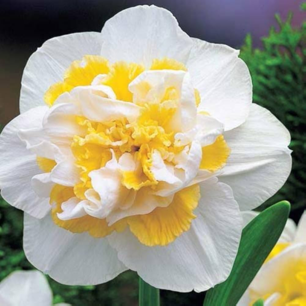 Daffodil White Lion Pack Of 1 Bulb Imported