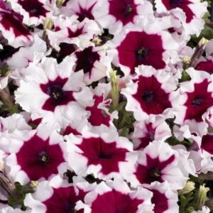 Petunia Celebrity Burgundy Frost Pack Of 40-50 Seeds F1 Imported