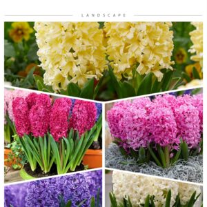 Hyacinth Pack Of 5 Bulbs Seperate Colors Combo