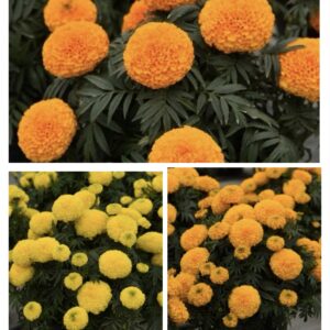 Marigold Tiny Series Combo Pack Of 3 Seperate Colors