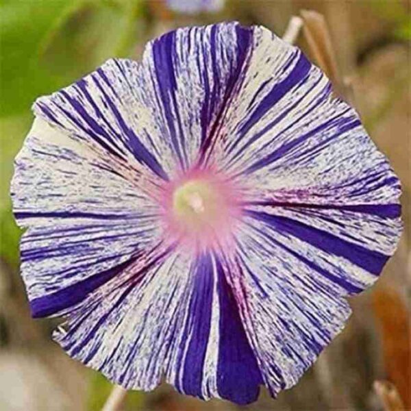 Morning Glory Cdv Purple Pack Of 8-10 Seeds