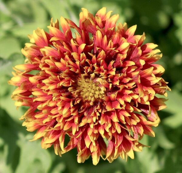 Gaillardia Red Double Pack Of 25 Seeds