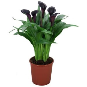 Calla Lily Odessa Pack Of 1 Bulb Imported