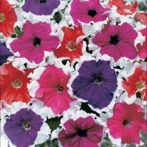 Petunia Grandiflora Frost Pack Of 40-50 Seeds F1 Imported