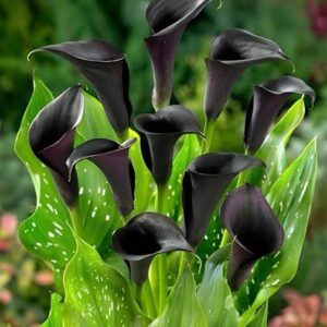 Calla Lily Black Pack Of 2 Bulbs