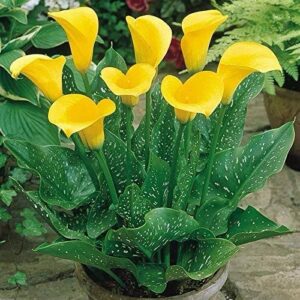 Calla Lily Yellow Pack Of 2 Bulbs