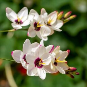 Ixia White Pack Of 5 Bulbs Imported