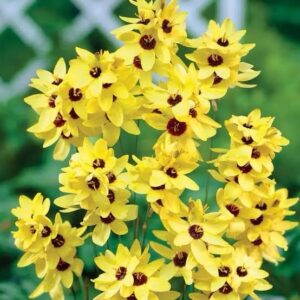 Ixia Yellow Pack Of 5 Bulbs Imported