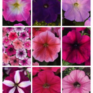 Petunia Mirage Series Dwarf Multiflora Combo of 20 Varities