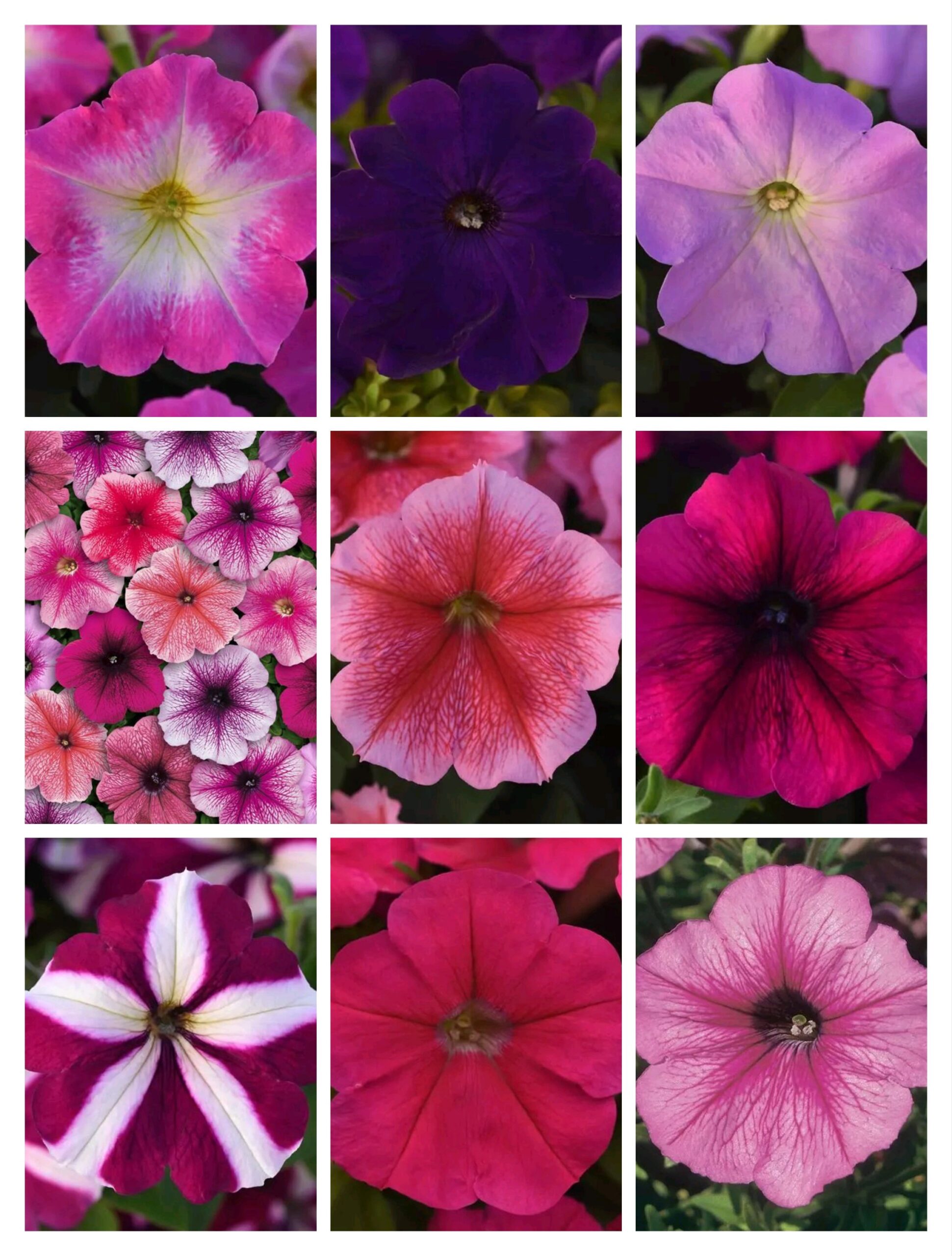 Petunia Mirage Series Dwarf Multiflora Combo of 20 Varities