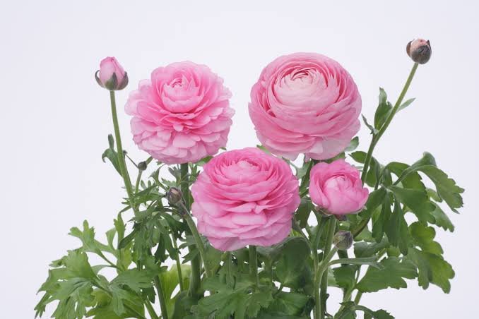 Ranunculus Blooming Dale Pink Shades Pack Of 18-20 Seeds F1Imported