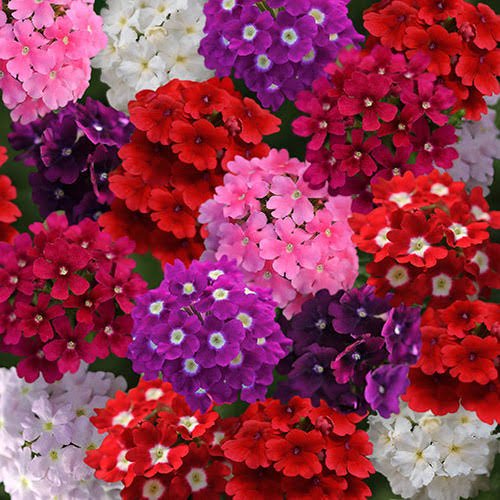 Verbena Quartz Mix Pack Of 20-25 Seeds F1 Imported